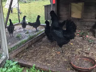 Kyllinger fra sort araucana og grønlægger