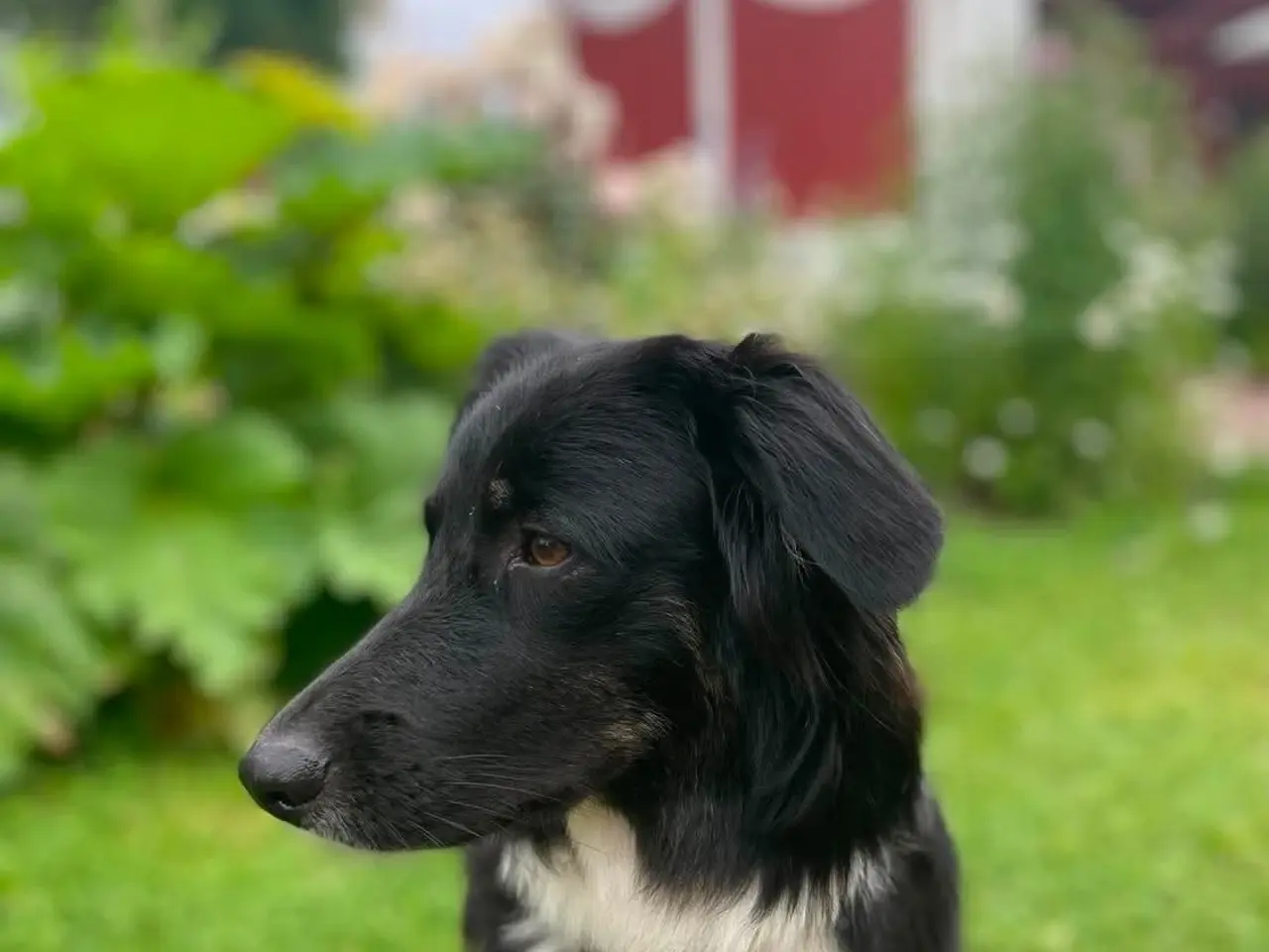 Billede 13 - Skønne Kamille søger nyt hjem 🐶