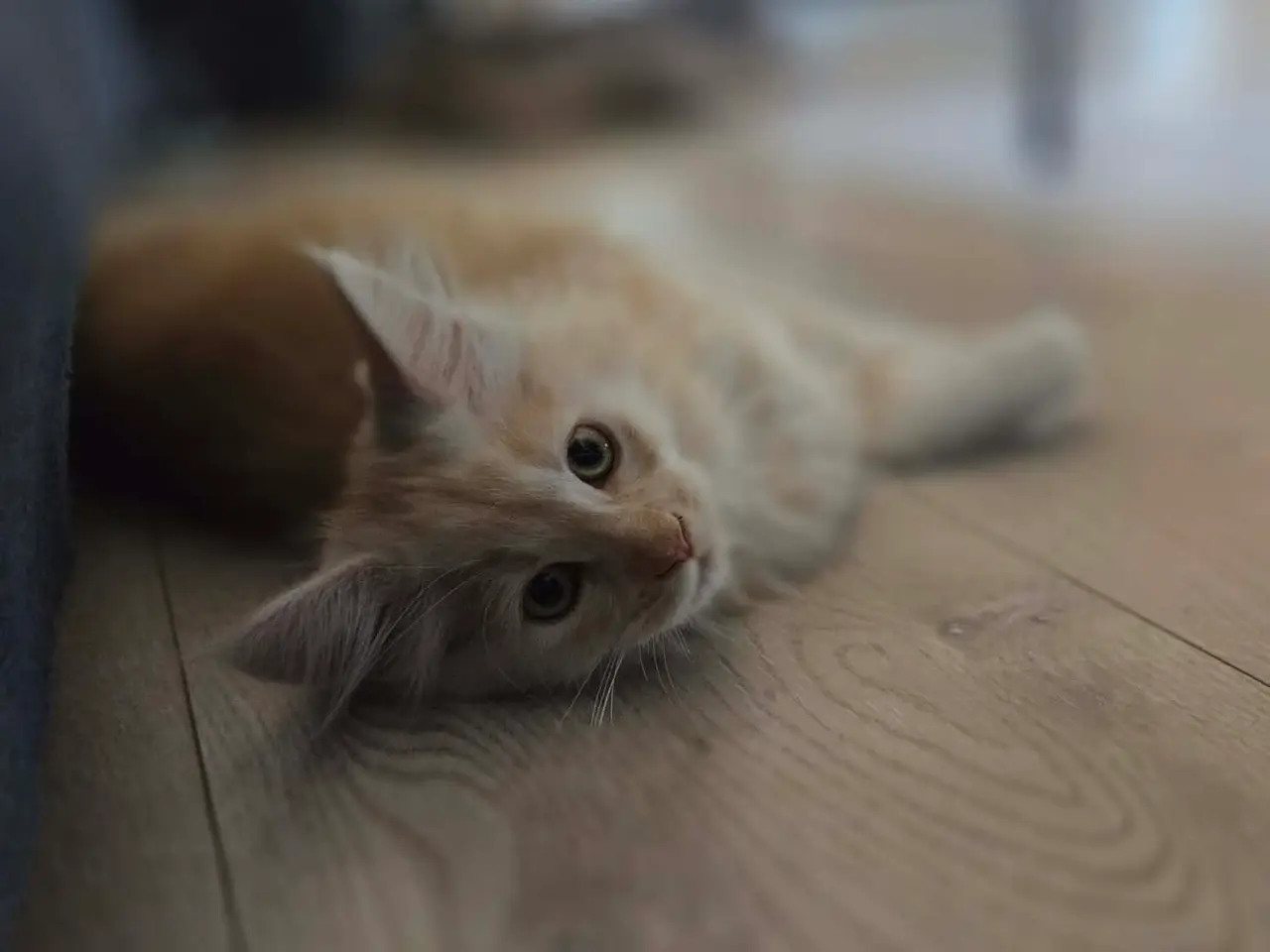 Billede 2 - Maine coon - Pige