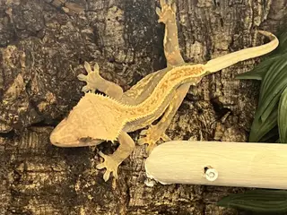 Gekko 