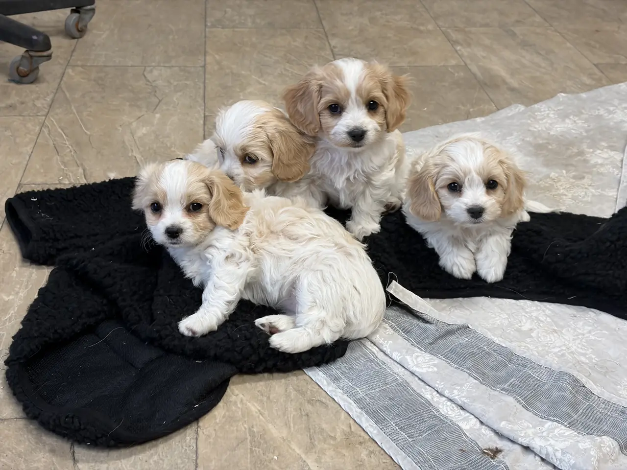 Billede 14 - De små dejligste Cavachon babyer nu!