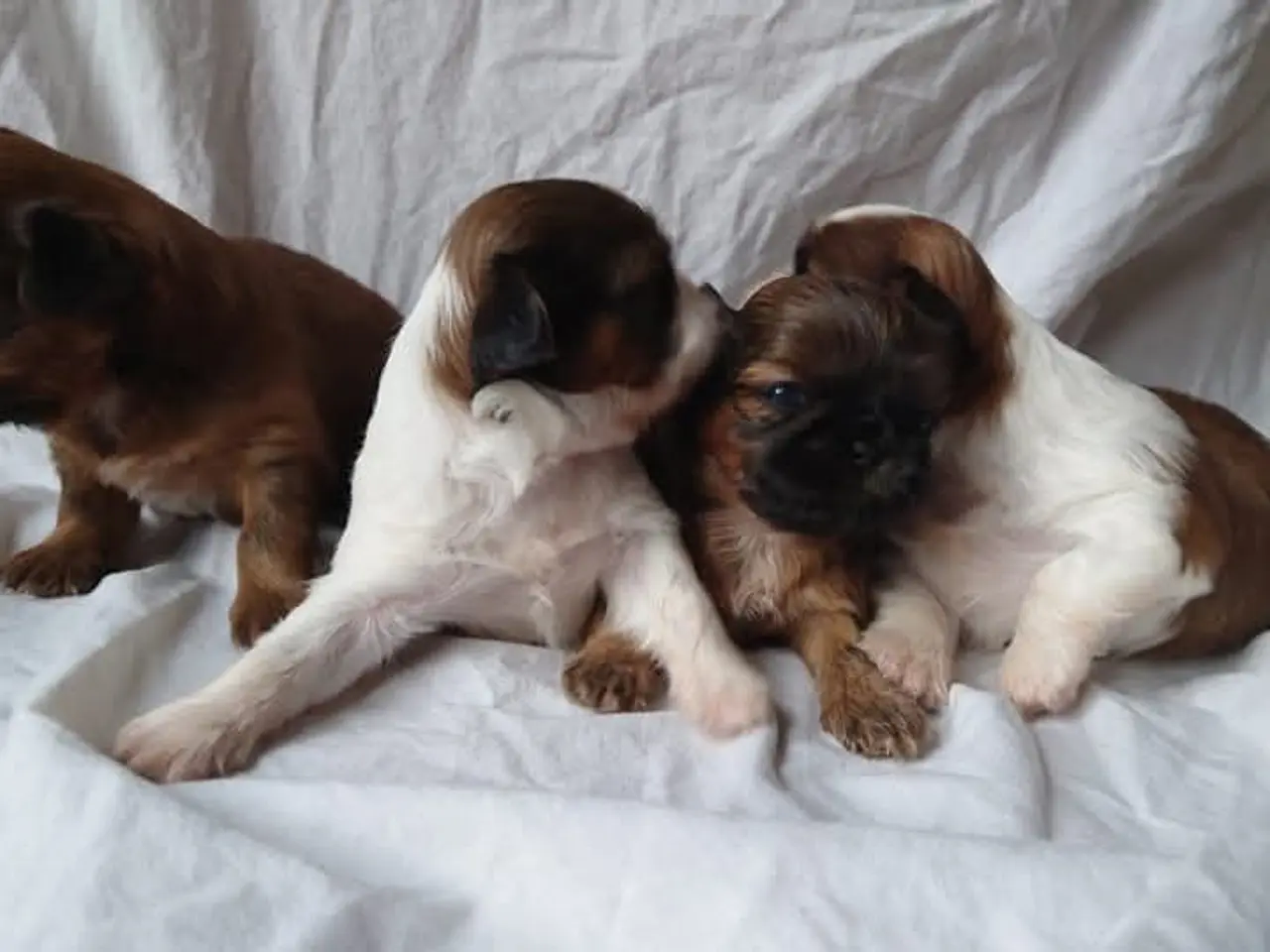 Billede 2 - Årets bedste julegave, ægte Shih Tzu