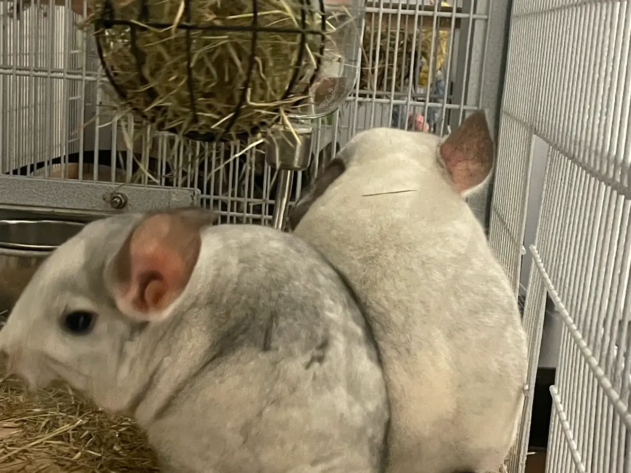 Billede 4 - Chinchilla 2 hanner