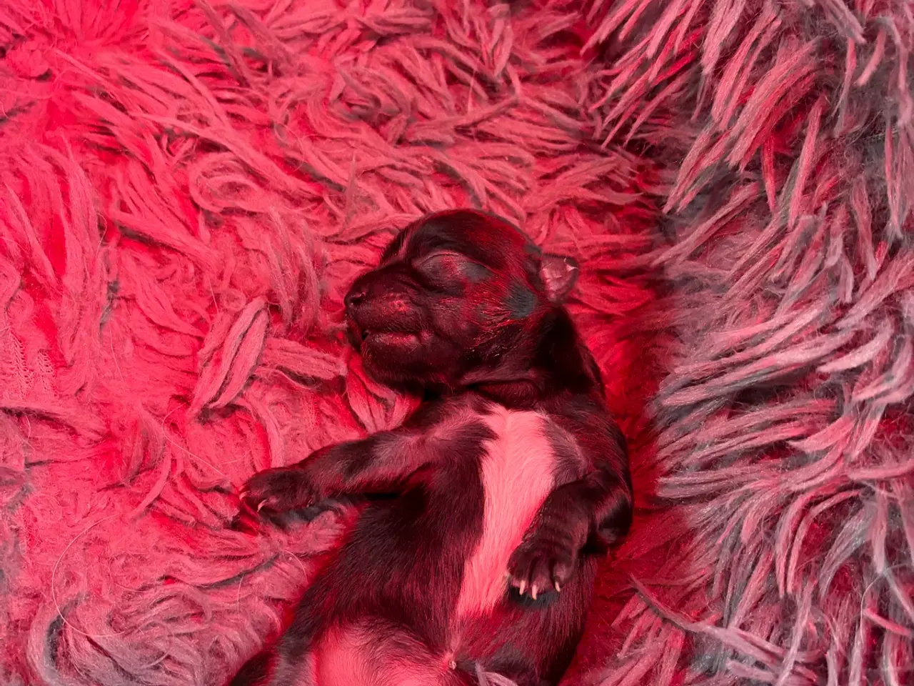 Billede 9 - Chihuahua hvalp