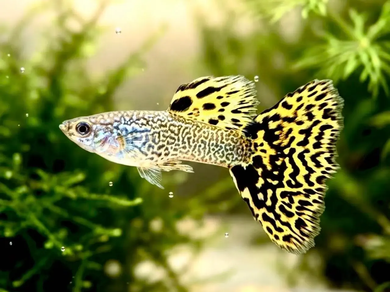 Billede 1 - Gule cobra guppy fisk