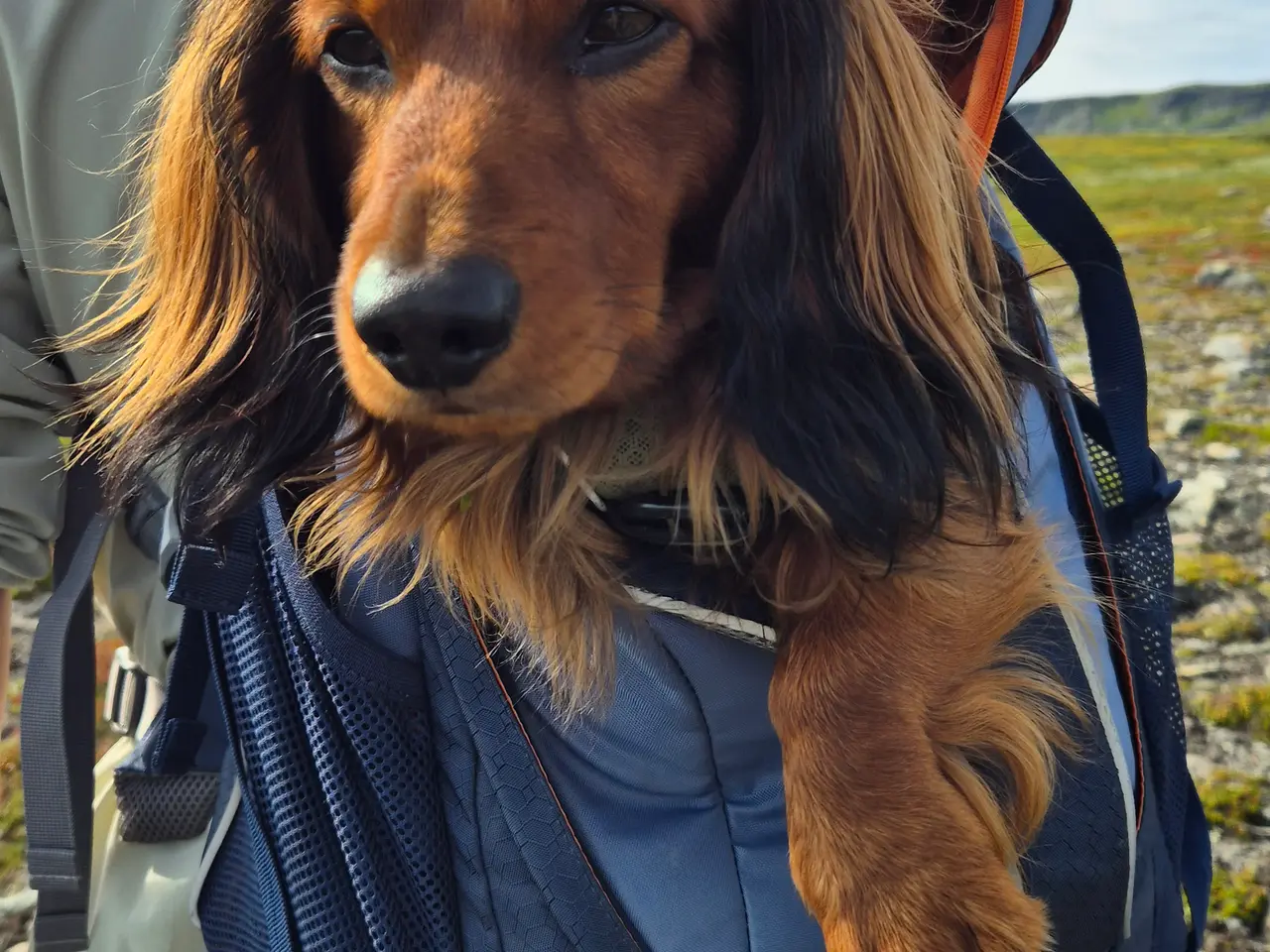 Billede 2 - Kurgo vandrerygsæk med plads til hund