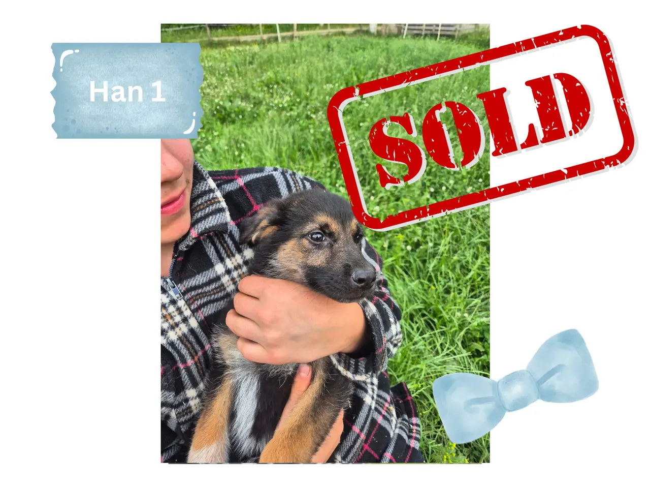 Billede 15 - 🩵🩷 🐶 Smukke Schæfer Blandingshvalpe