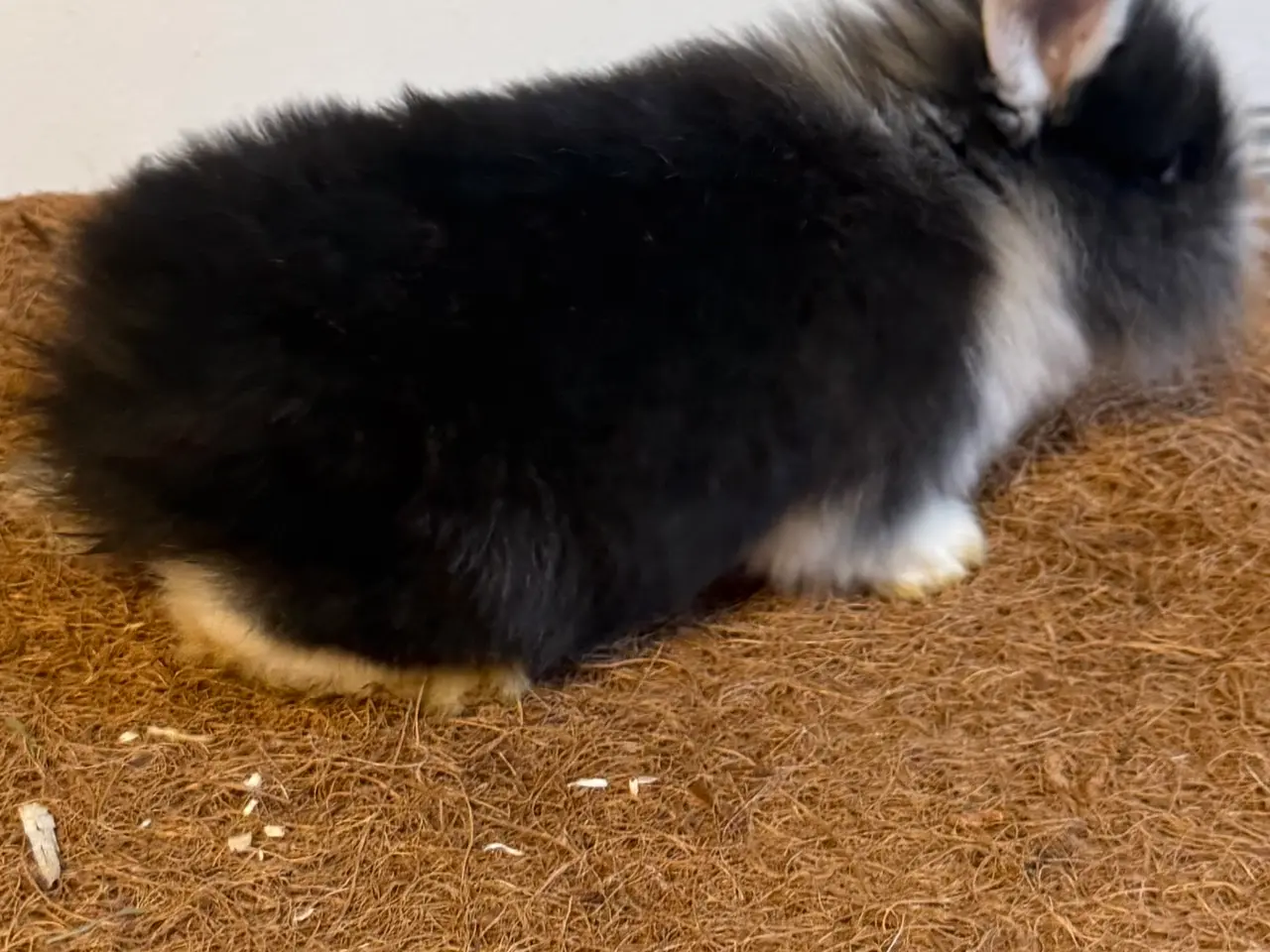 Billede 6 - Sød kaninpige søger nyt hjem 🐰❤️