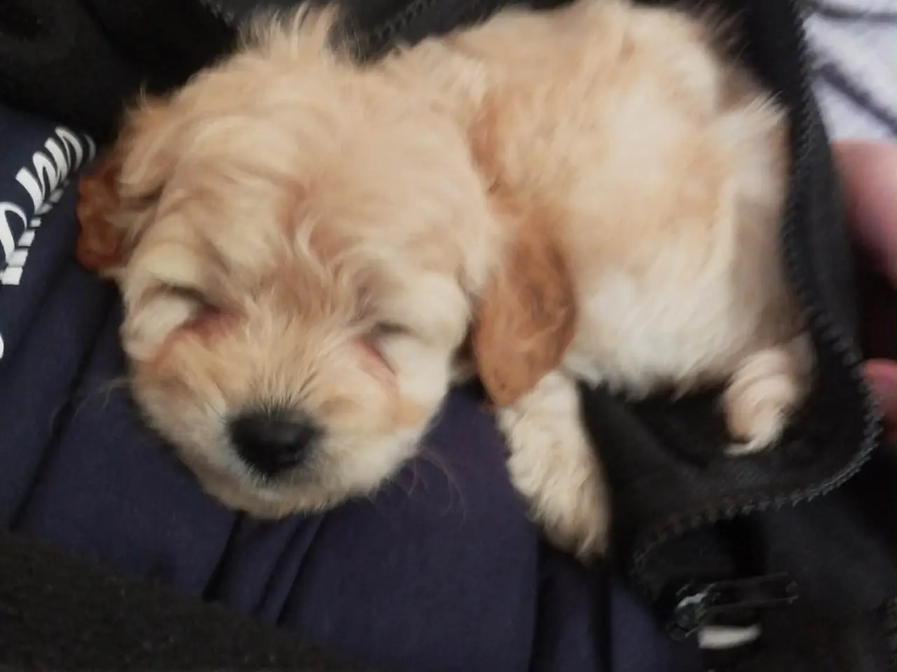Billede 12 - 🐩 Dværgpuddel han tilbydes til parring 🐩