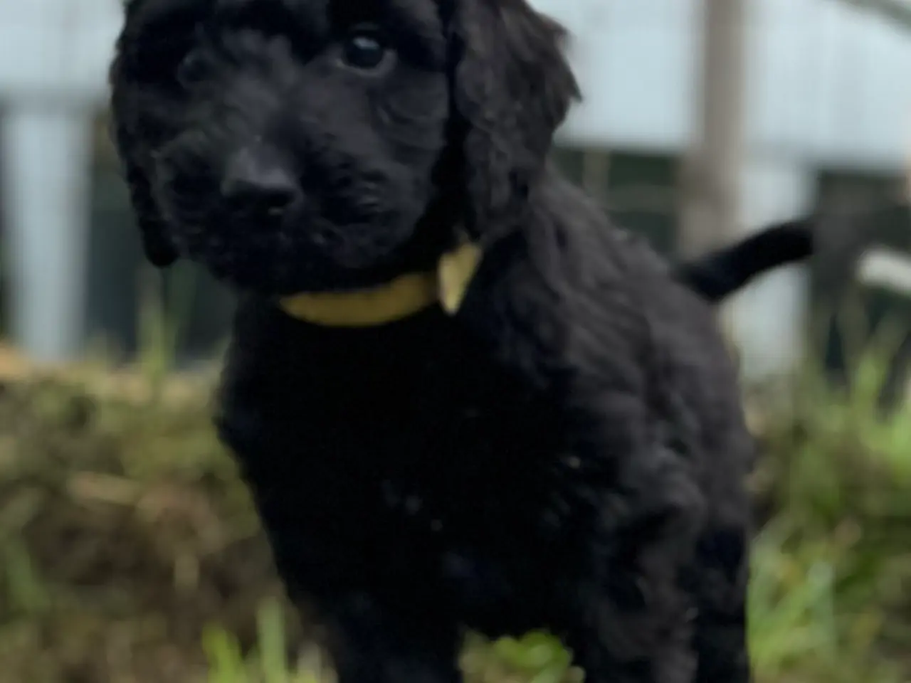 Billede 6 - Cockerdoodle / Cockapoo / Cockerpoo / Doodle hvalp