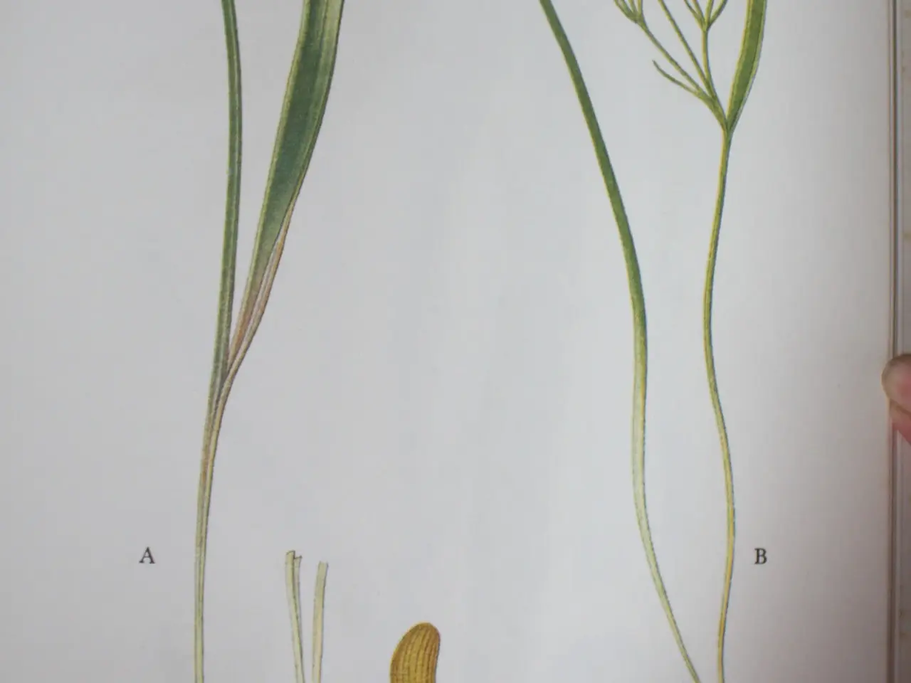 Billede 8 - Nordens flora bind 1 - 10