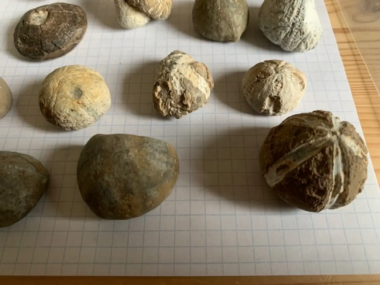 Billede 6 - 25 stk. søpindsvin - fossiler