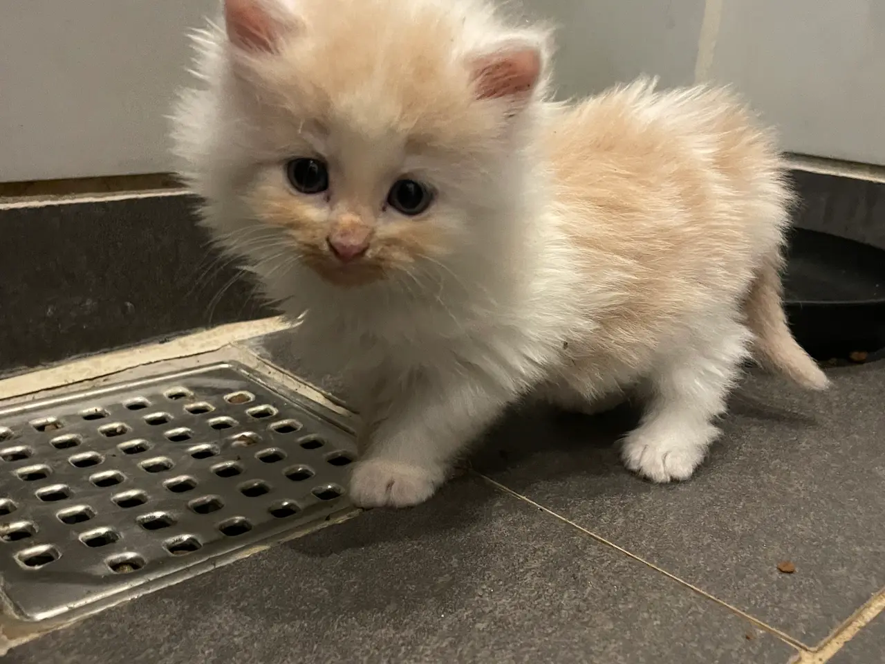 Billede 2 - Maine coon/ragdoll killinger
