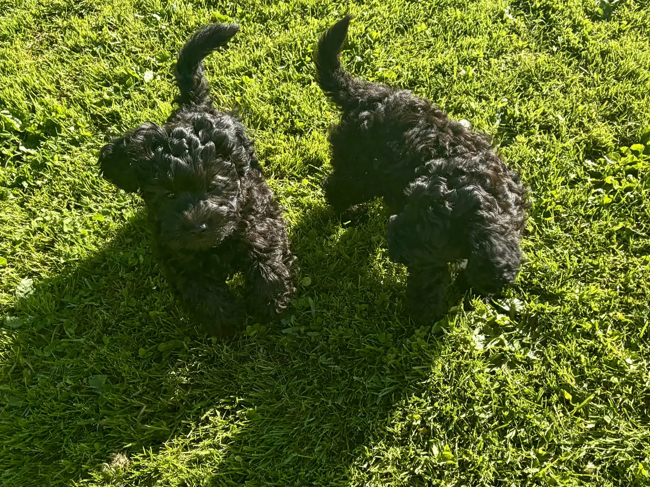 Billede 9 - Den smukkeste lille fine Cavapoo dreng