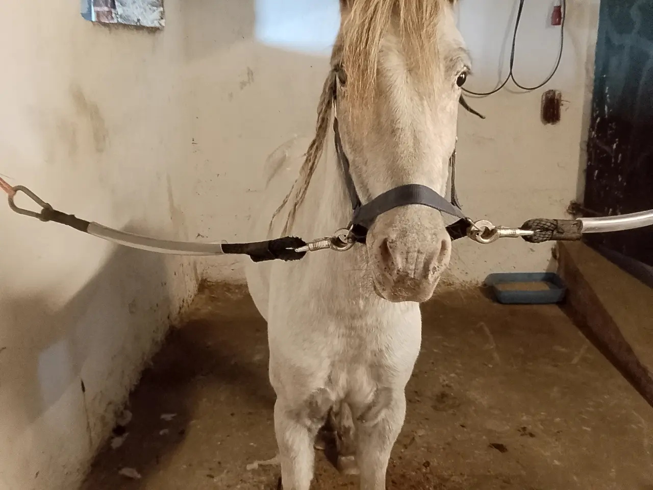 Billede 3 - Smart 3'er pony