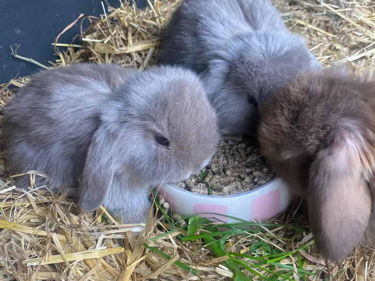 Billede 2 - Mini lop kanin unger