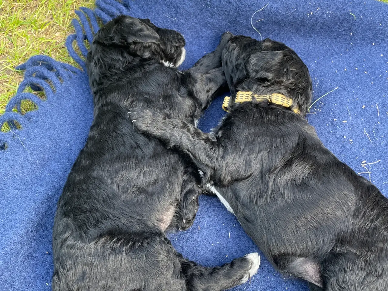 Billede 3 - Cavapoo F1B