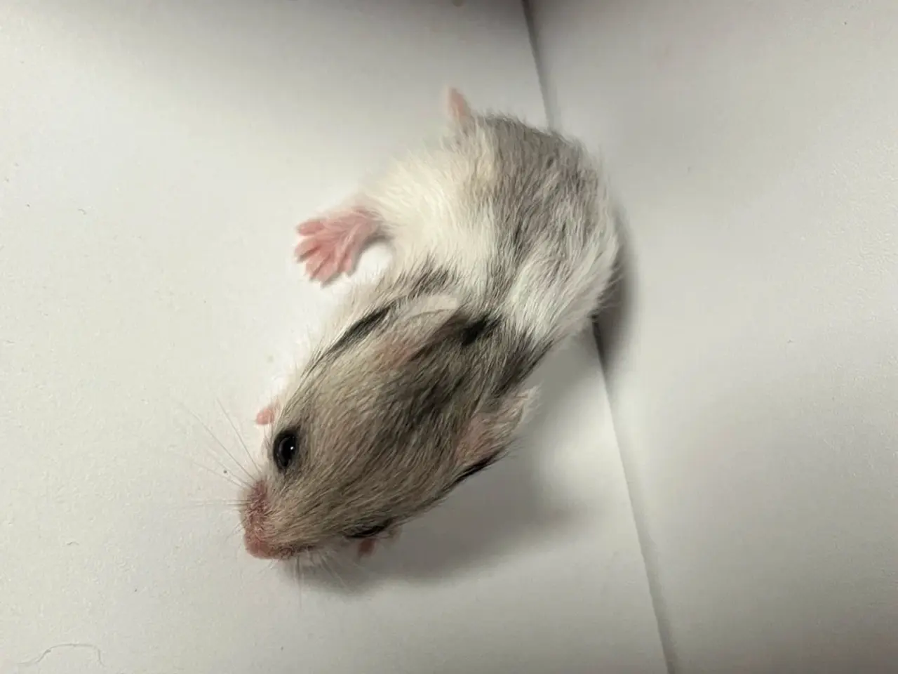Billede 10 - Guldhamster unger