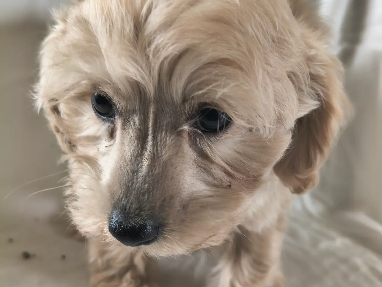 Billede 4 - Maltipoo hvalpe