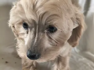 Maltipoo hvalpe - 4