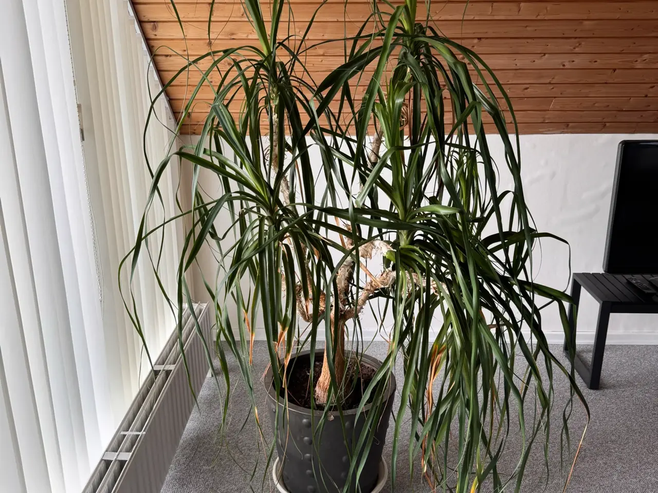 Billede 2 - Elefantfod plante 