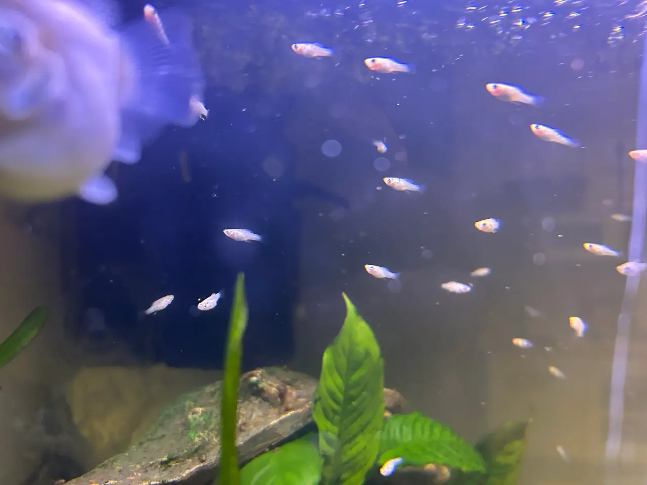 Billede 3 - Akvarie fisk Ballon Molly
