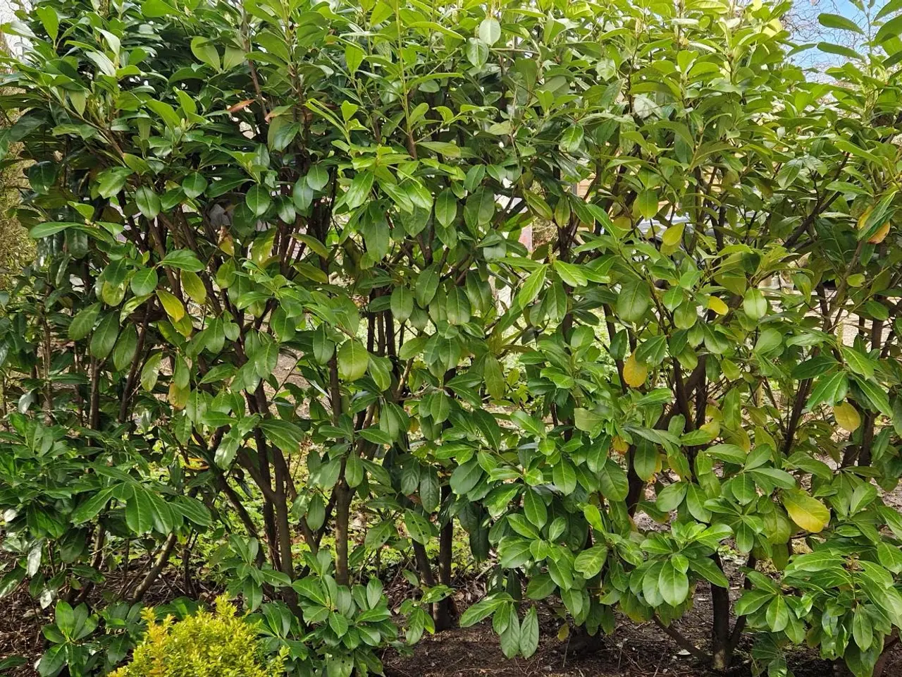Billede 4 - Laurbærkirsebær hækplanter.