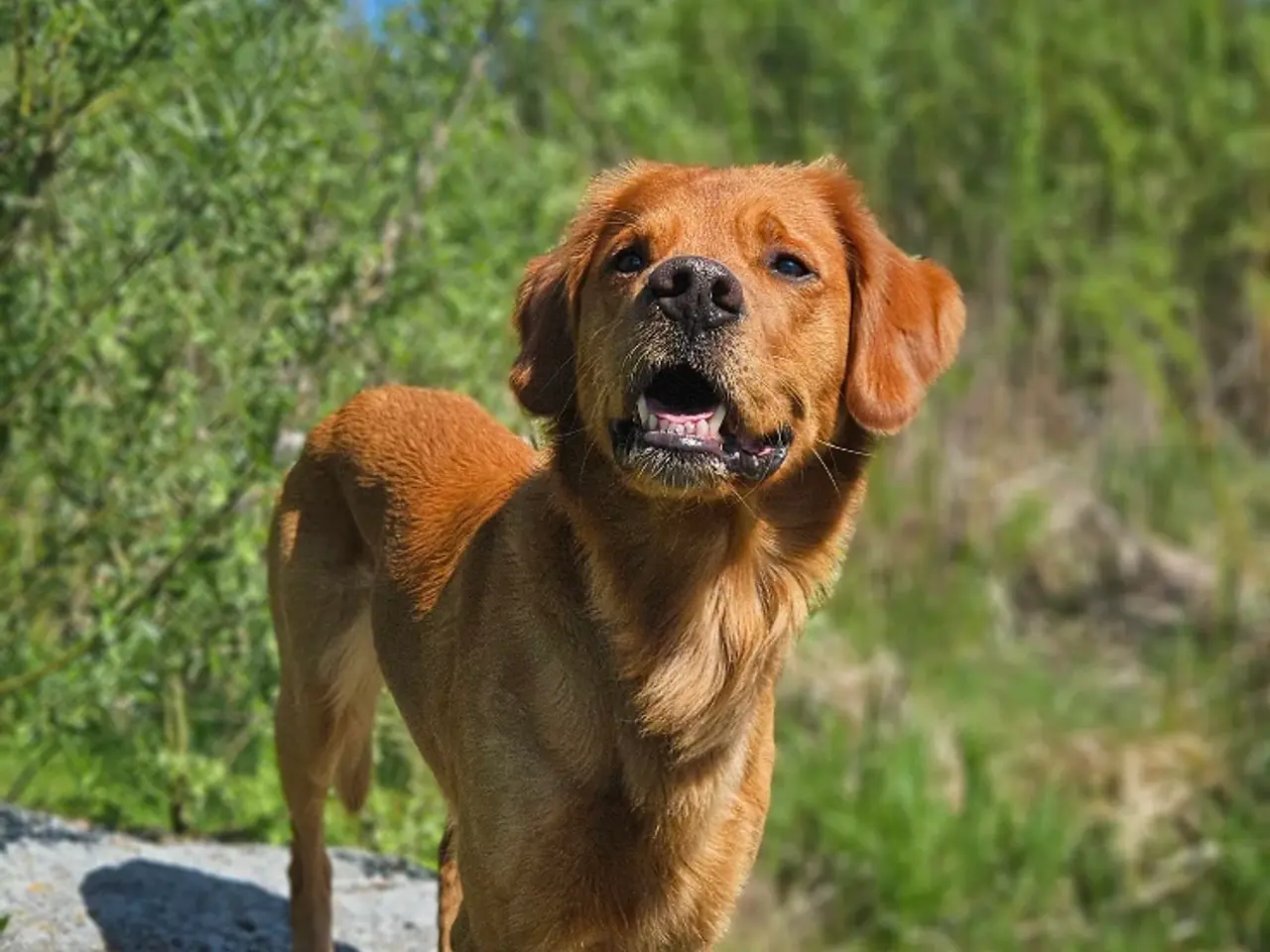 Billede 5 - Golden Retriever Stamtavle tilbydes til avl