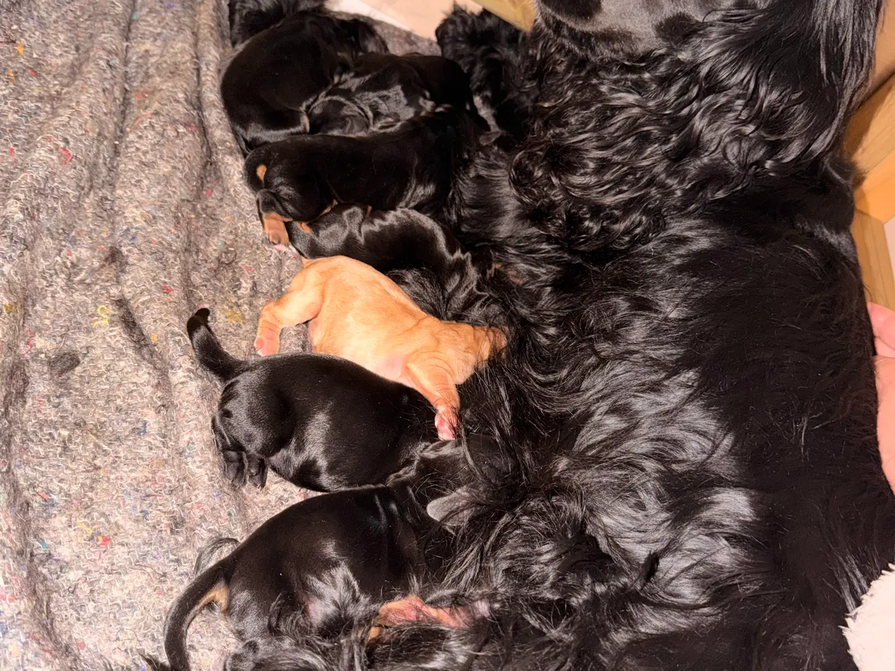 Billede 1 - 8 skønne Engelske Cocker Spaniel-hvalpe søger dere