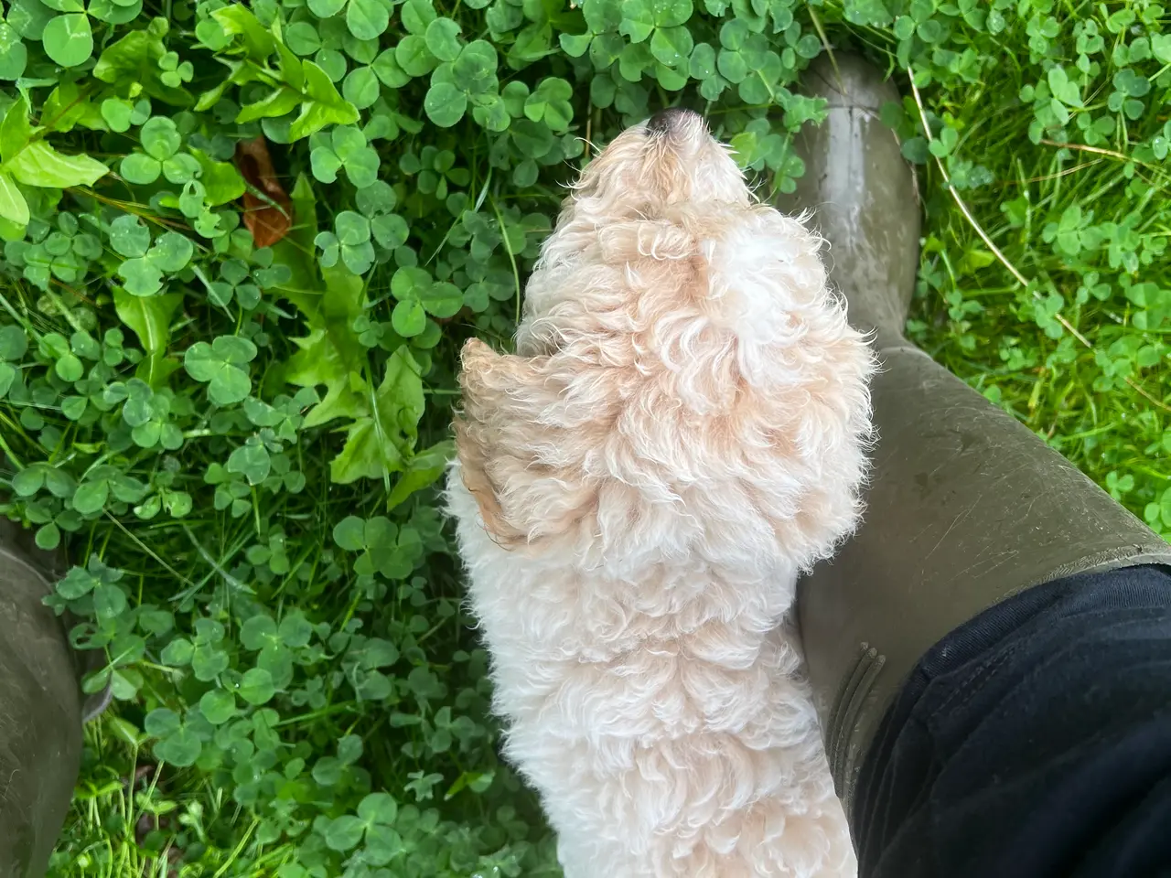 Billede 6 - Maltipoo hvalp han