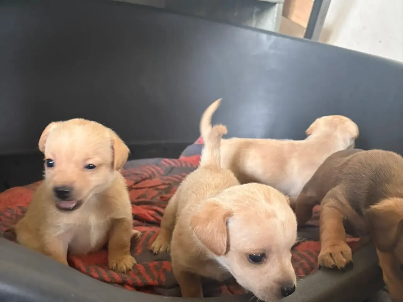 Billede 8 - Dværg pincher/dansk svensk gårdhund blanding.