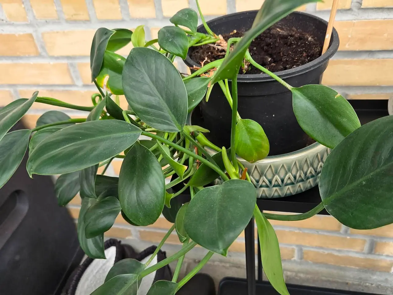 Billede 3 - 5 Orkidéer og 1 plante | Samlet pris