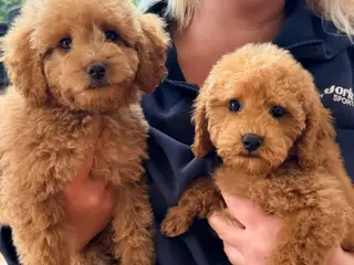 Goldendoodledoo F1B