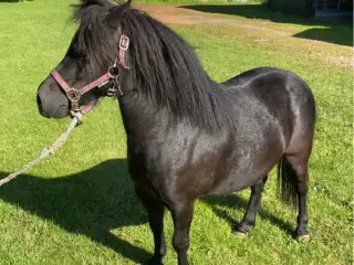 Virkelig smuk hoppe