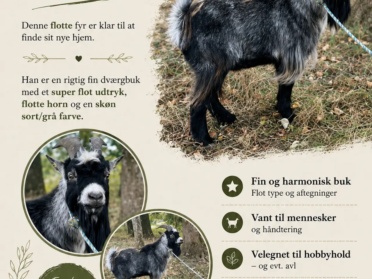 Billede 1 - Dværgbuk