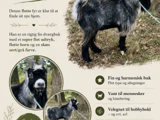 Dværgbuk