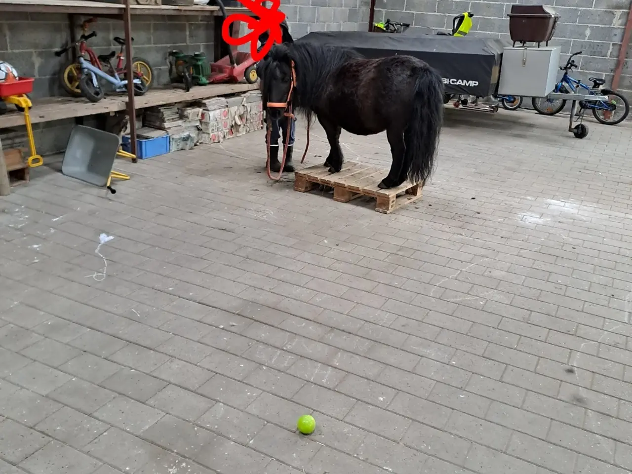 Billede 10 - verdens bedste begynder  Pony 