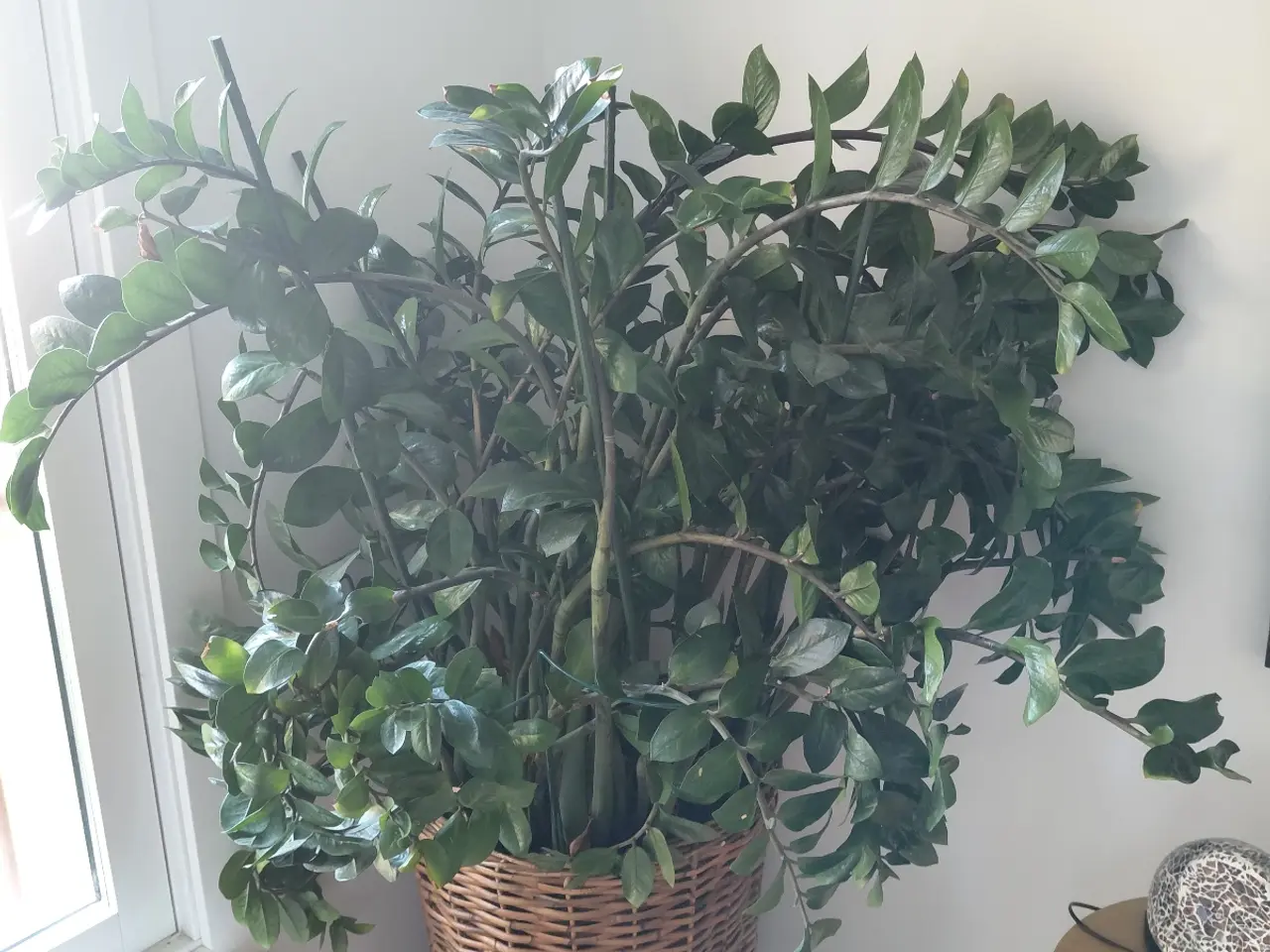 Billede 1 - Stor plante 150 cm høj ca 120 cm bred