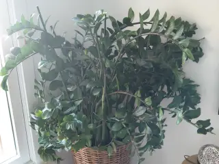 Stor plante 150 cm høj ca 120 cm bred