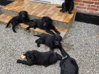 Shepadoodle hvalpe søger nye kærlige hjem - 3