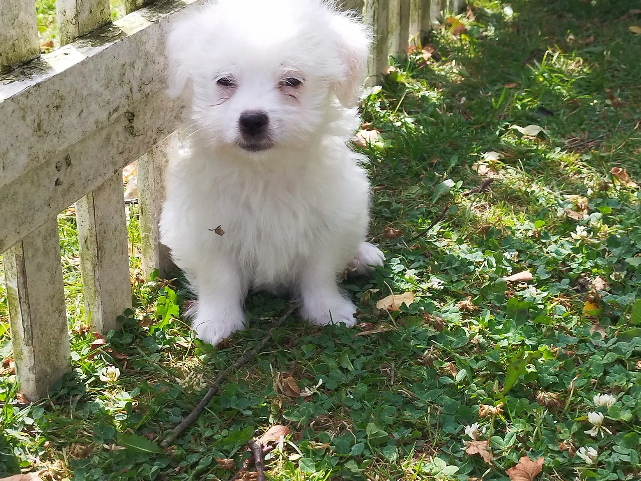 Billede 5 - Malteser/coton de Tulear hvalpe