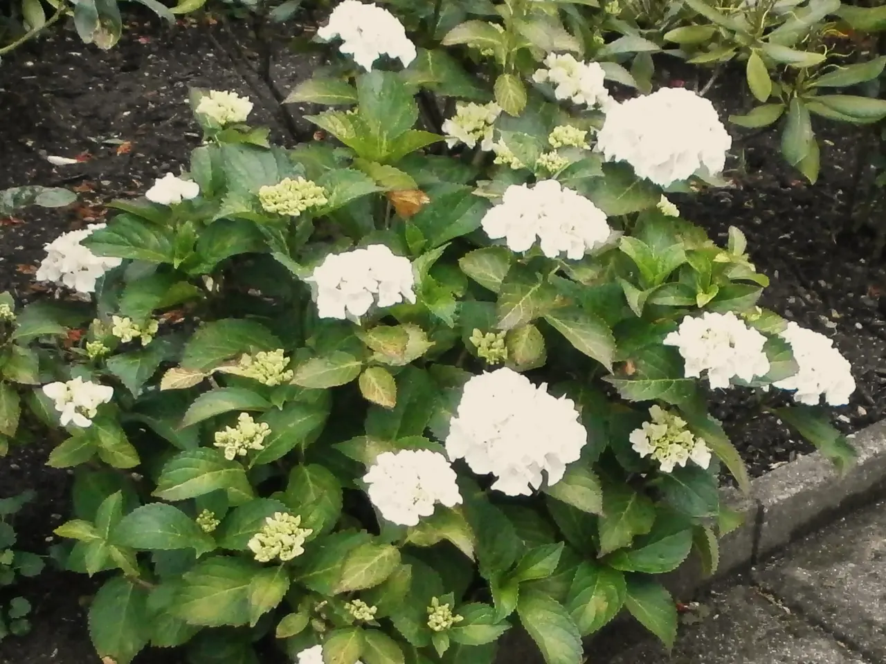 Billede 1 - Pæn HVID Hortensia busk sælges.