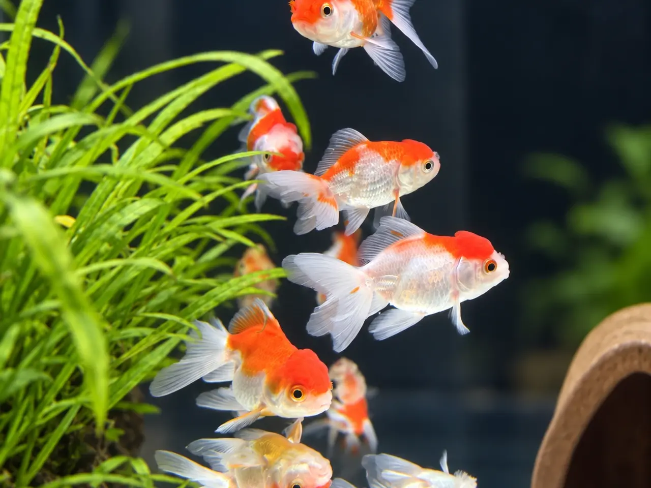 Billede 4 - Oranda Guldfisk Assorteret – Carassius auratus