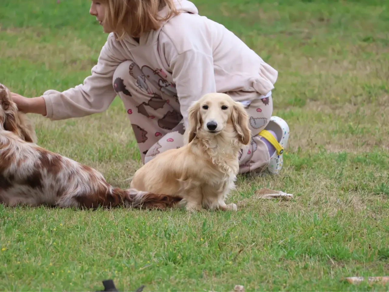 Billede 8 - Blonde gravhunde langhåret