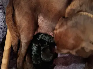 Skønne LabCollie Hvalpe