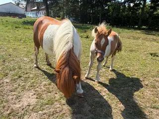 Shetlænder hingsteføl