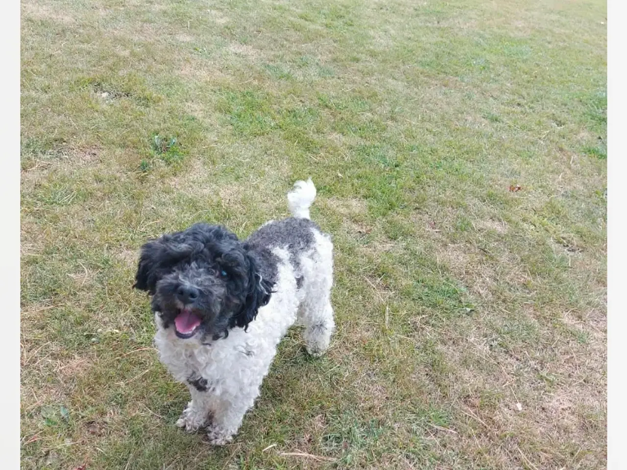Billede 9 - Labradoodle hvalpe