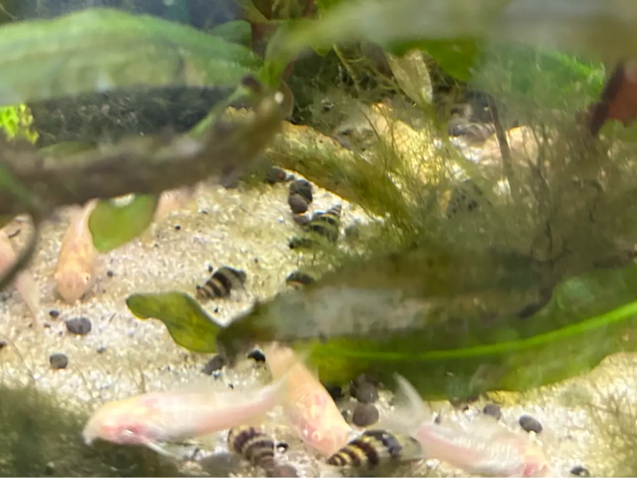 Billede 4 - 🐟⚪️ Albino pansermaller – 3-4 cm Premium | Viby J