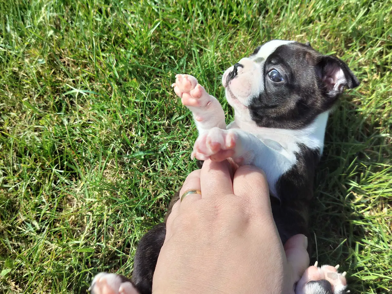 Billede 6 - Boston terrier