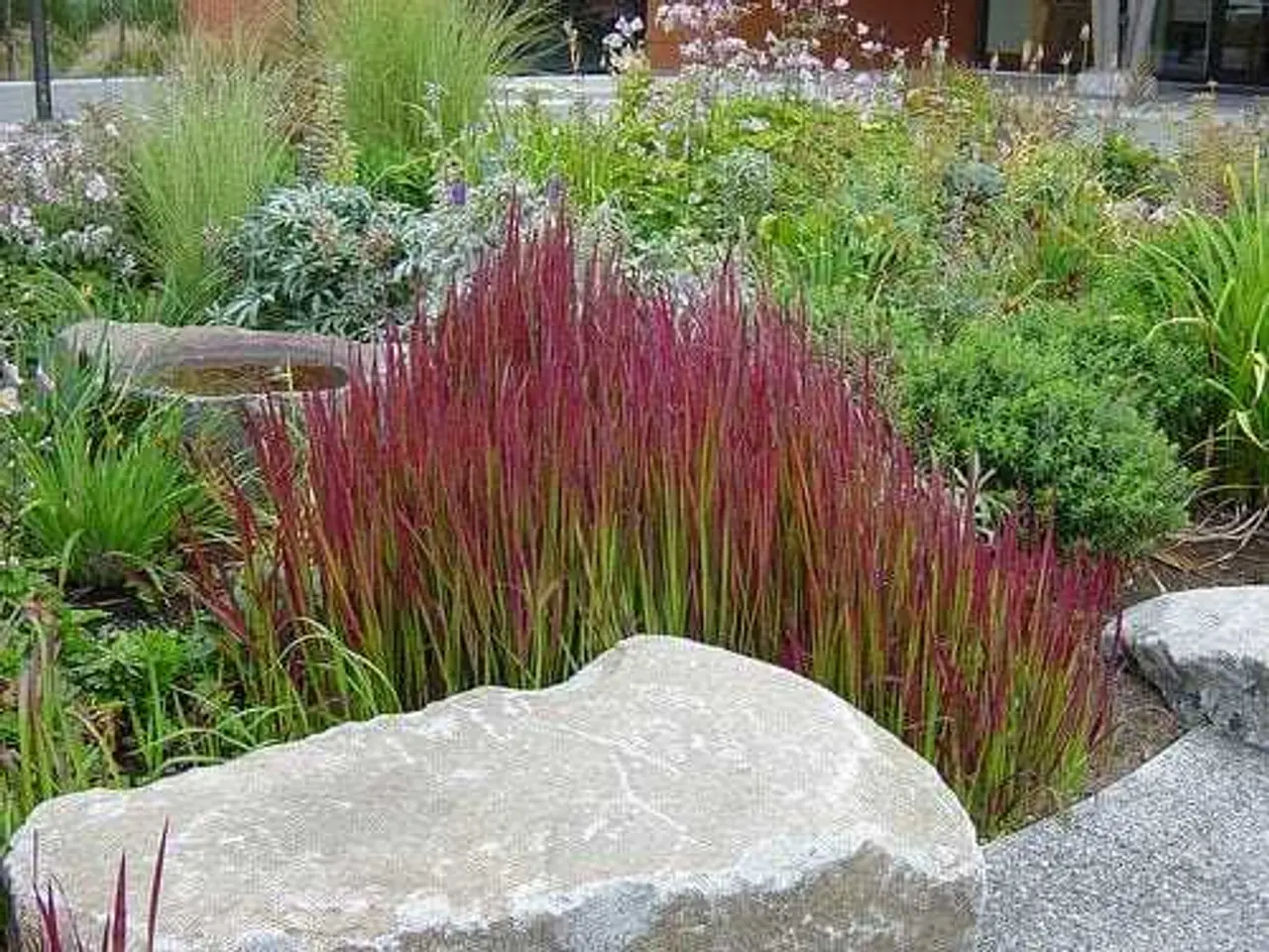 Billede 2 - Blodgræs Red Baron - prydgræsser planter 